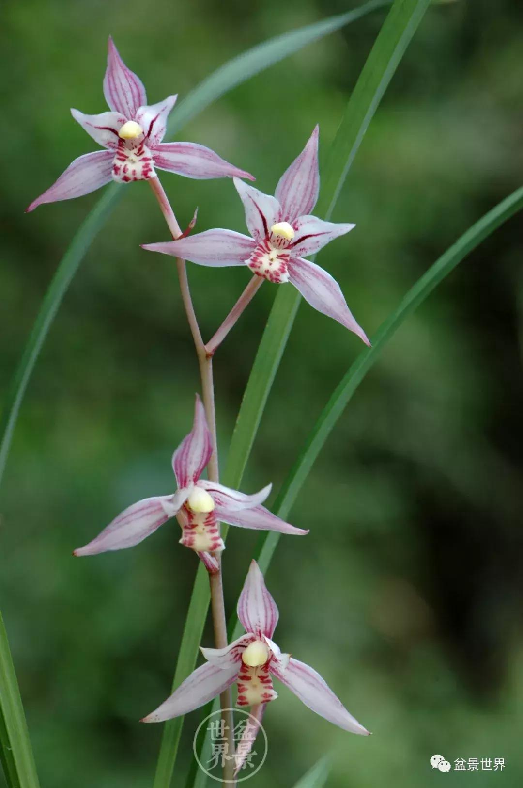 孔子家语芝兰生于深林全文拼音,芝兰生于深林不以无人而不芳翻译