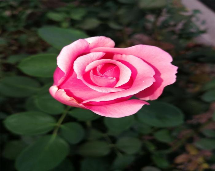 月季枯枝病怎么治疗最好,月季白粉病剪掉病枝