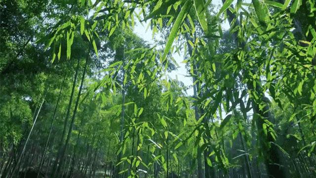 戴森无叶扇凉快吗,戴森无叶风扇怎么吹凉快