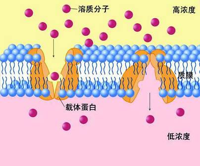 人类科技发达却造不出一个细胞,人类再过200年能造出一个细胞吗