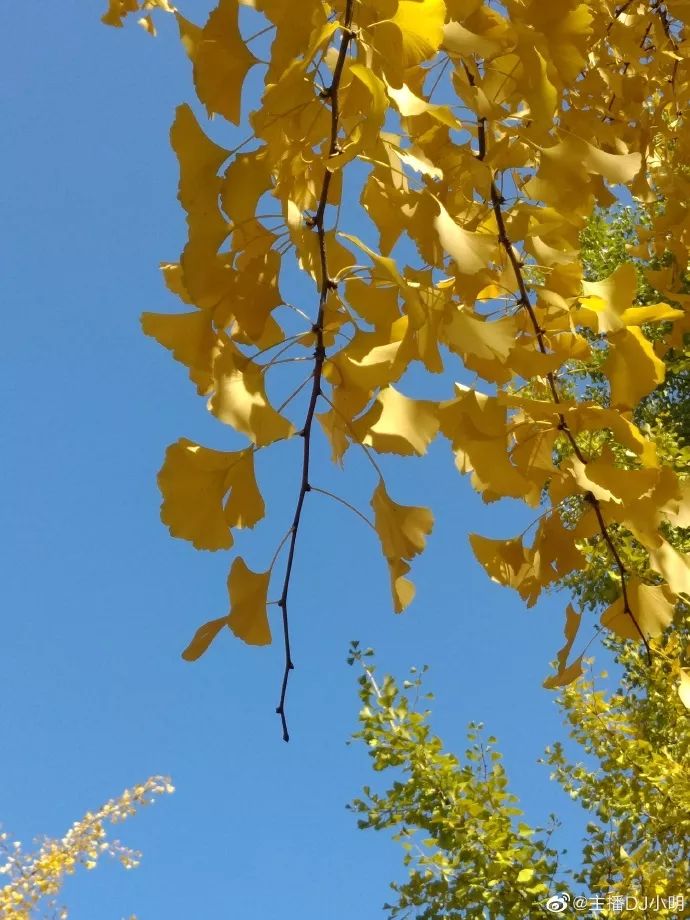 十堰银杏风景区在哪里,十堰银杏景点
