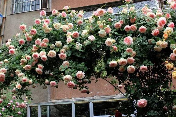 藤本月季秋季怎么修剪才会花墙,最丰花多季开花的藤本月季