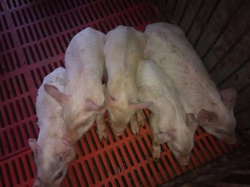 小猪拉稀是不是多喝水就不会脱水,小猪严重拉稀脱水不吃食用什么药