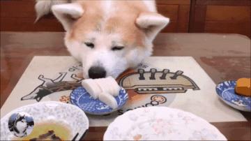 秋田犬呕吐怎么回事,秋田犬呕吐怎么处理