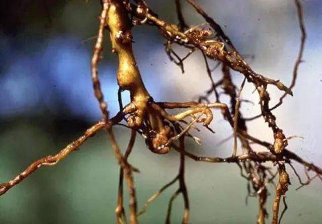 种的花生地里长满了野草,种植花生芽长白毛怎么处理