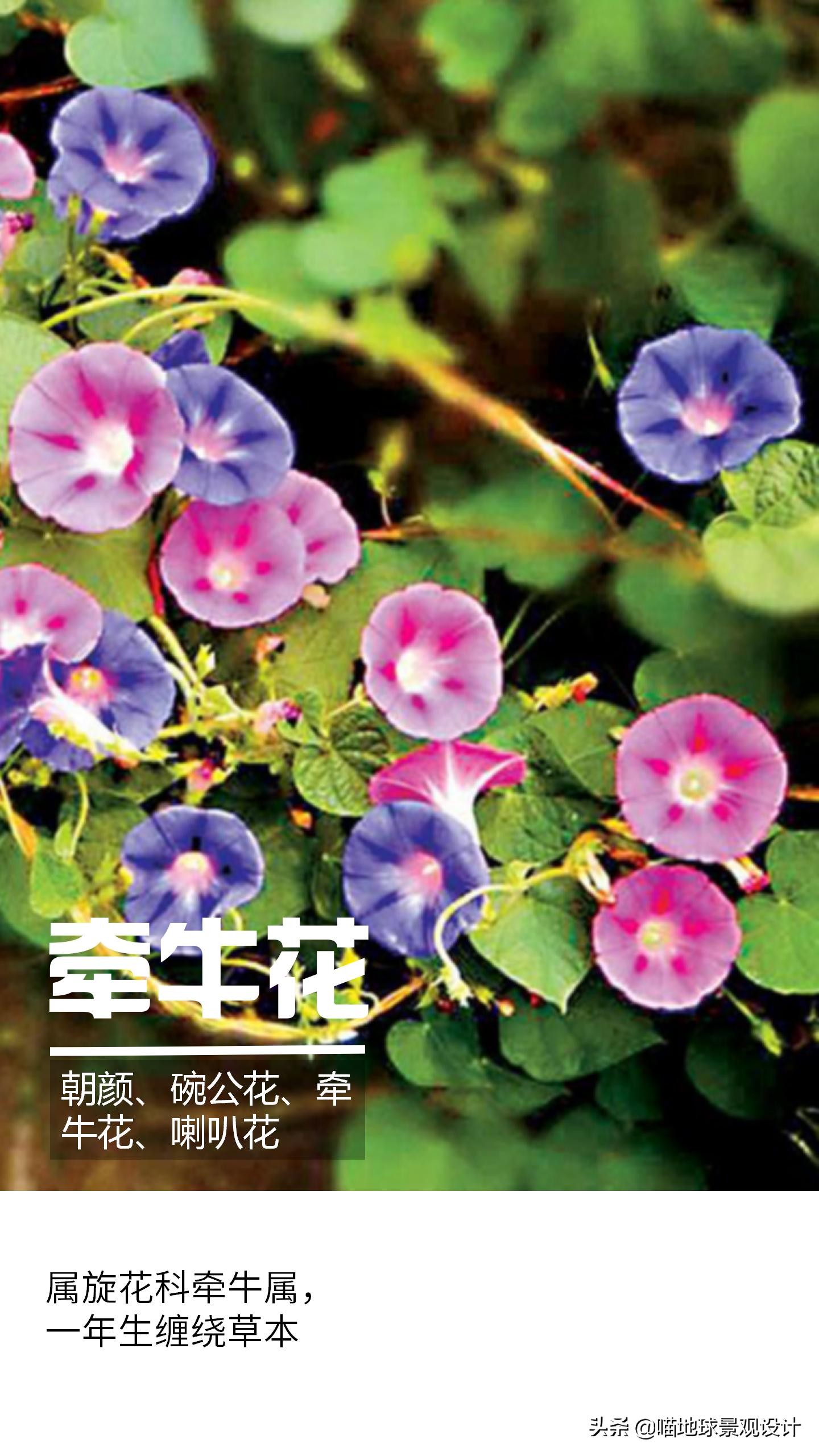 意大利常见的爬藤植物,25种爬藤植物