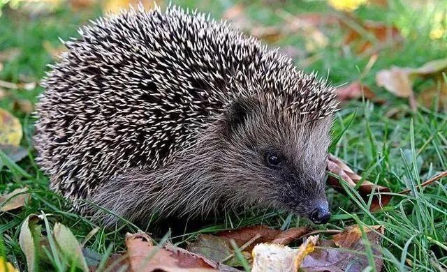 五一节留恋的心情说说,五一假期虽然有点累但很充实