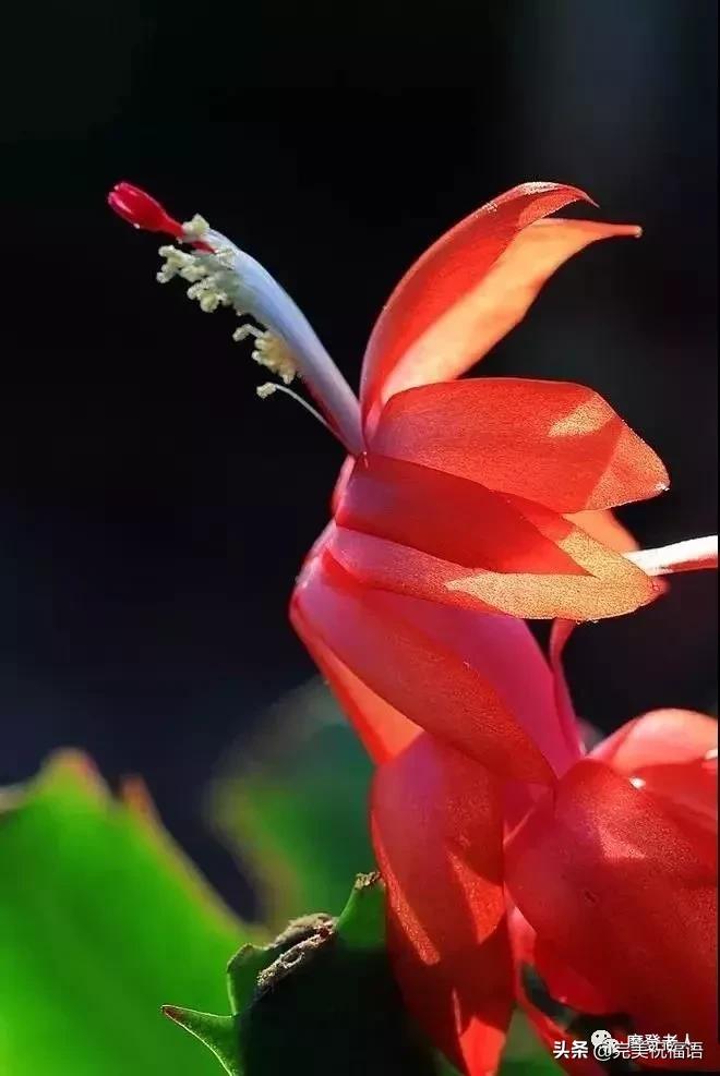 大年初三群相册，有群的都看看，太美了，这辈子见一次值了