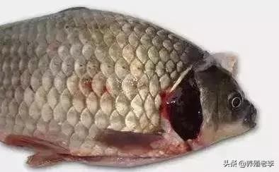 怎样防治鱼得烂鳃病,鱼烂鳃病是什么样子的