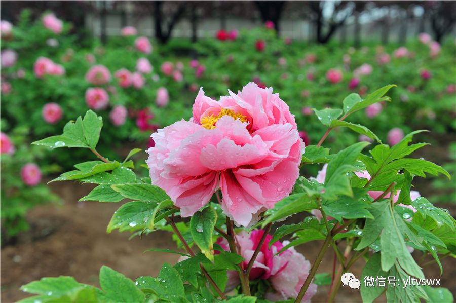 杨凌现状,杨凌最新照片