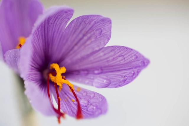 藏红花探秘时刻,藏红花西红花冷知识