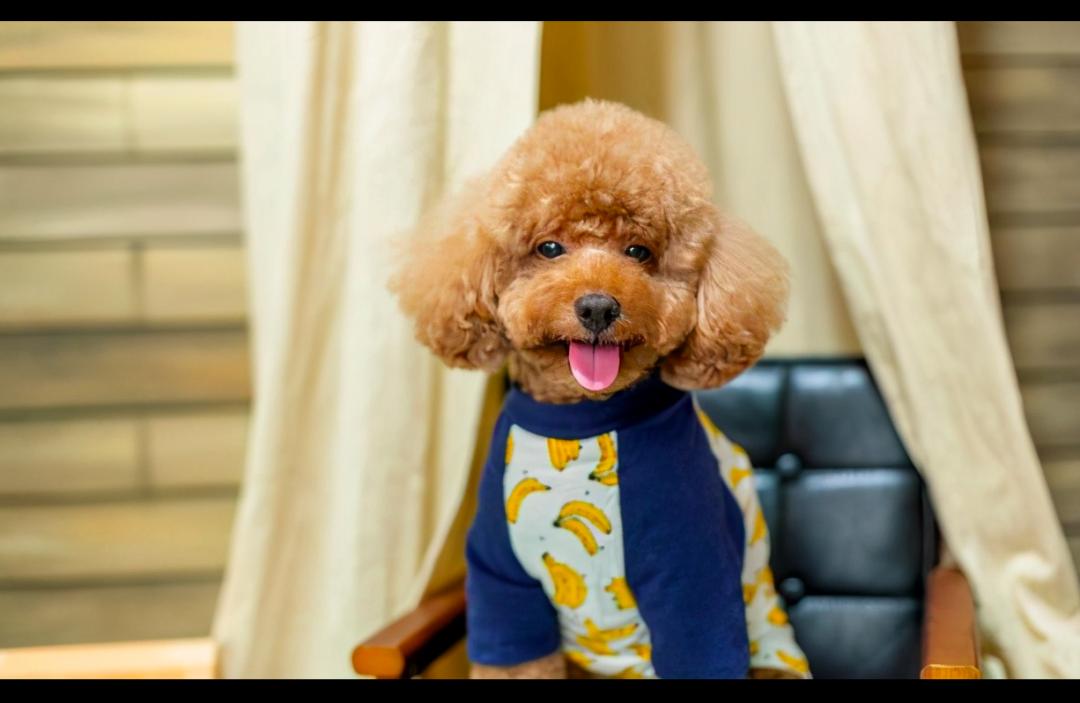 养了10年的狗狗咬主人,领养的泰迪咬人多次还要继续养吗