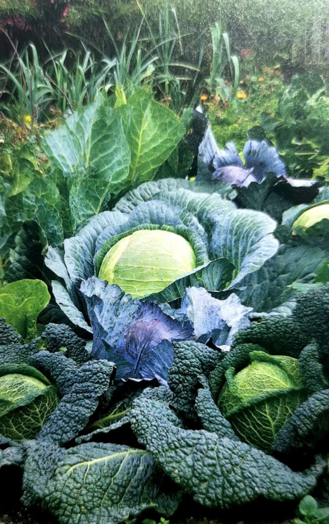 冬季并非意味着园艺季节的结束，这些蔬菜冬季也能栽种