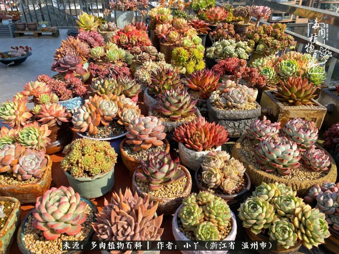 祖上无院家里无矿，一腔浪漫情怀付诸楼顶造花