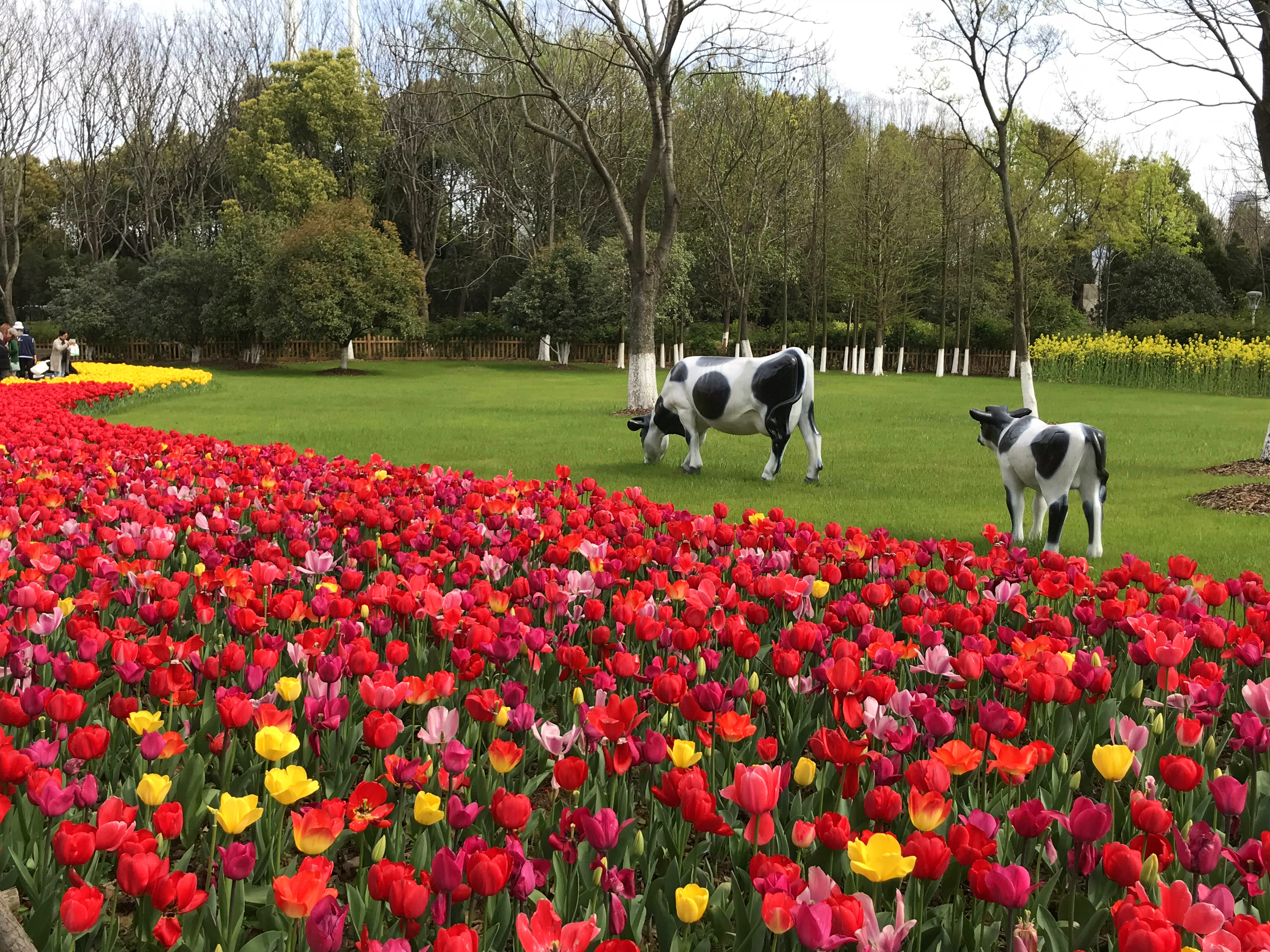 荷兰风情花园,南京绿博园的美丽
