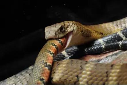 如何让观赏蛇类在人工环境下住得幸福