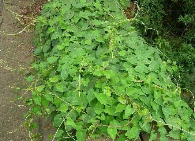 荒山石缝中一野草，路过不留意，现知是百元“乌发草”，亏大了