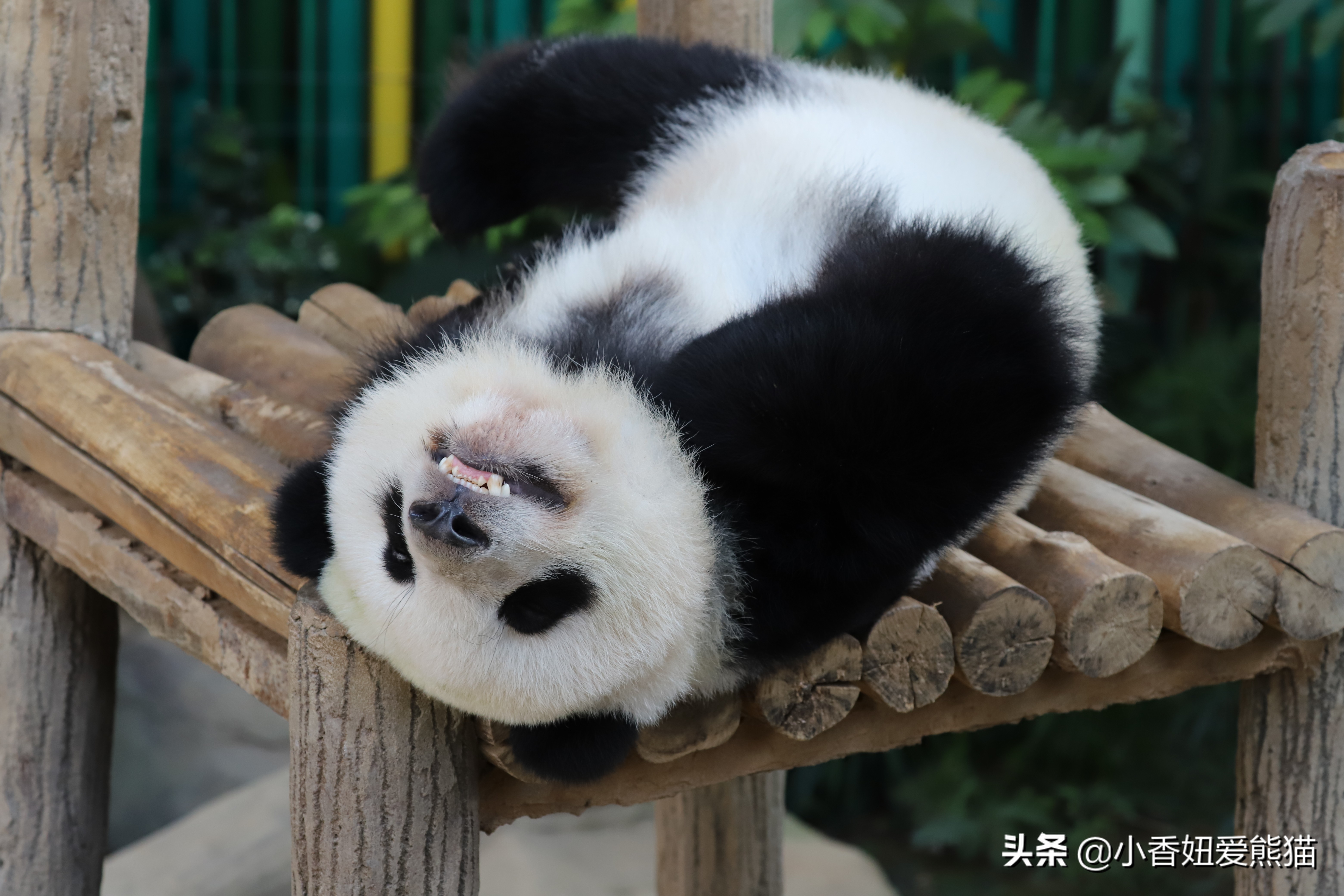 熊猫谊谊出生,马来西亚熊猫谊谊视频
