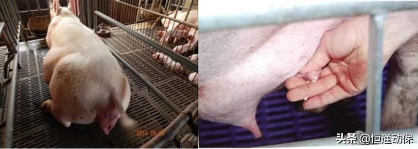 分娩母猪接生关键技术,人工助产母猪方法