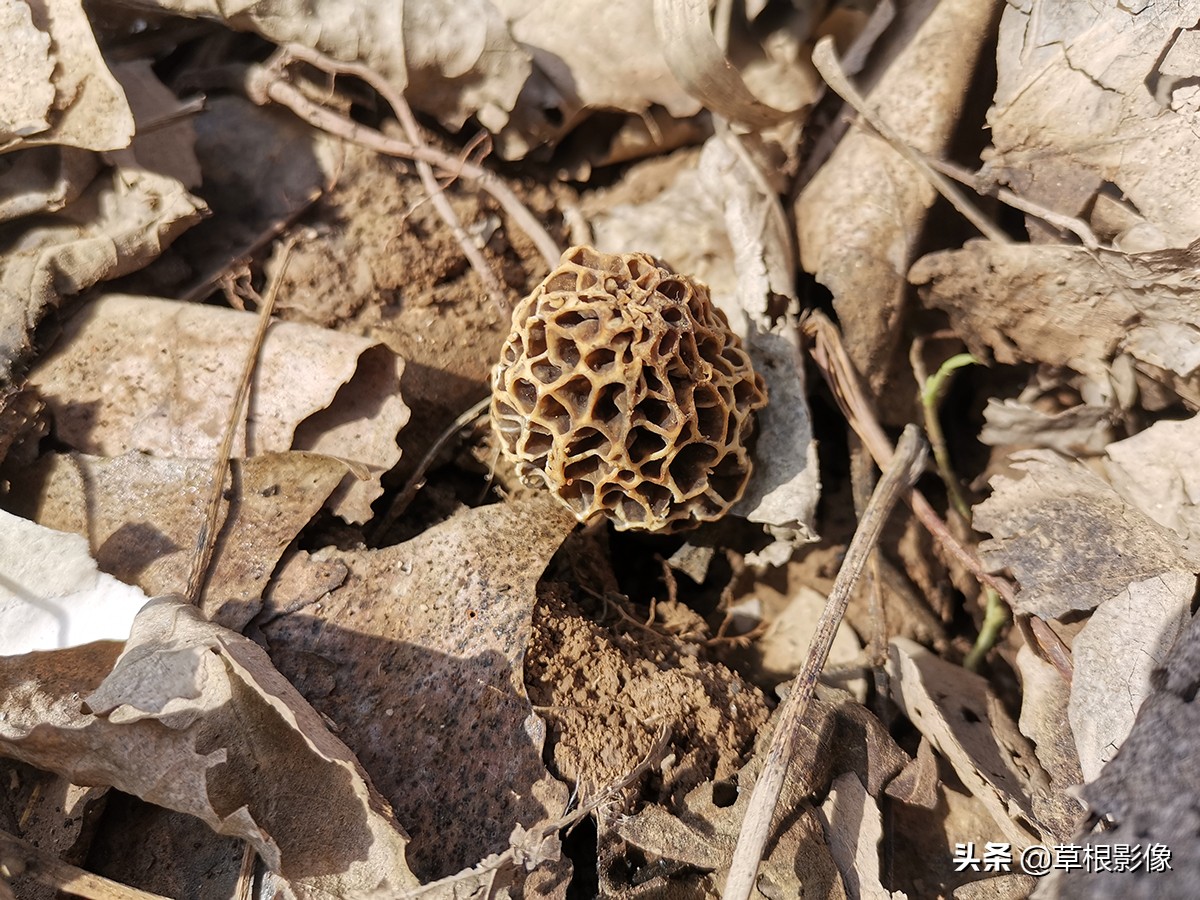 农村大叔挖古董,农村老大爷寻宝