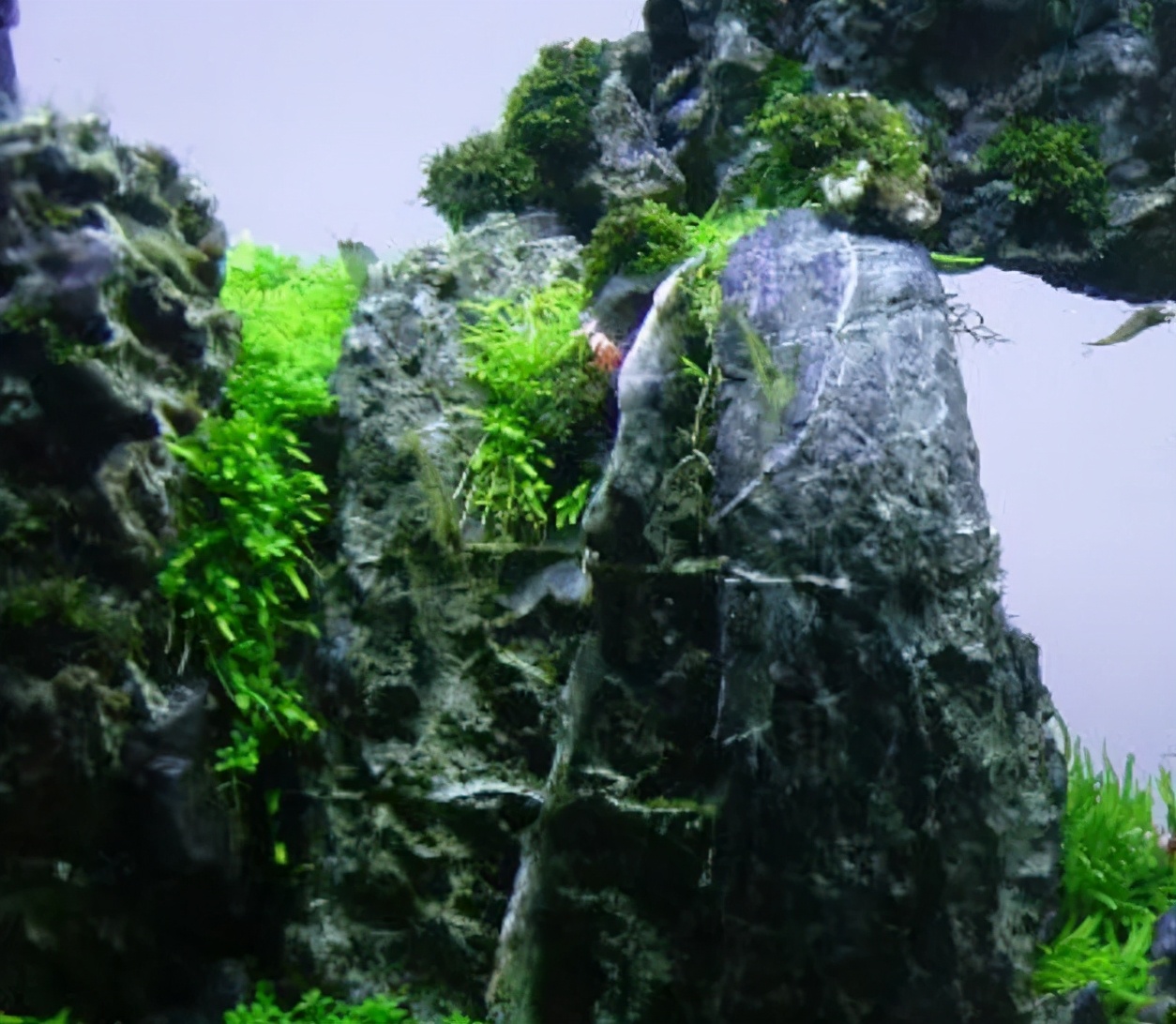 这个小缸太厉害了，佩服作者的养功