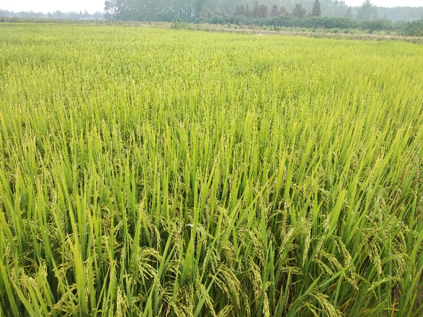 在农村用土地怎么创业,中年人在农村如何创业