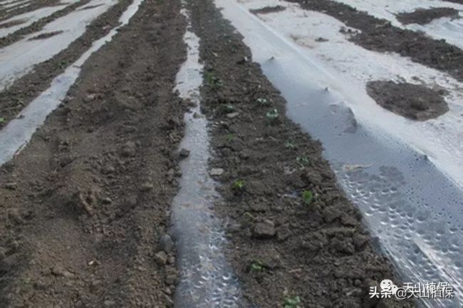 南疆棉田最好的防治方法,南疆棉花膜下滴灌高产栽培技术