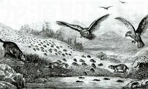 “旅鼠自杀”的故事是个谣言，却上了语文课本，骗了我们这么多年