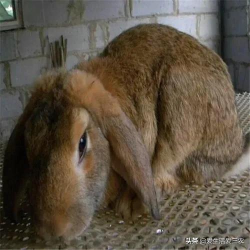 农村没技术适合干什么,没本钱没技术在农村怎么创业项目