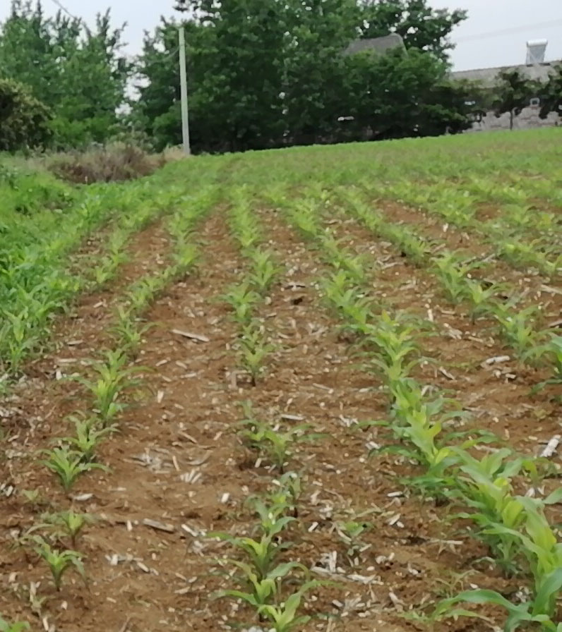 玉米苗叶片有黄条,玉米苗叶片发白原因及防治方法