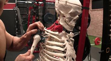 肩膀和手臂连接处疼痛还响,肩膀转圈骨头就咯噔响伴随疼痛