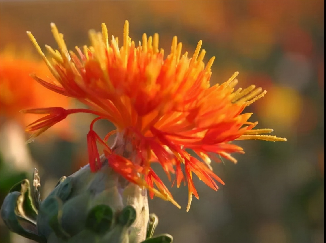 每天学习一味中药紫草,每天学习一味中药视频