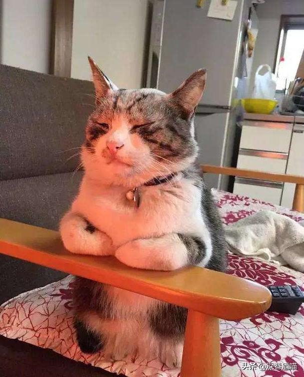 猫咪骗局揭秘,猫咪真的有迷信说法吗