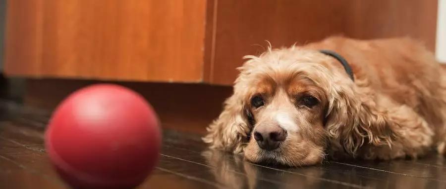 狗狗真的可以吃吗,吃骨头的狗狗