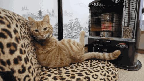 刚生的小奶猫怎样养,刚出生的小幼猫怎么养