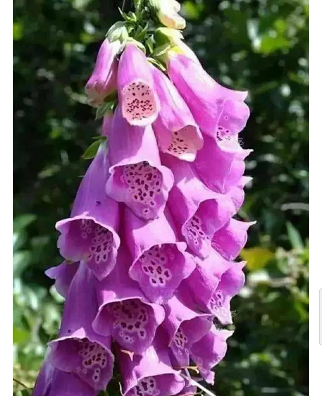 秋日私语：抬头一笑百媚生，美不惊人死不休的造型奇花