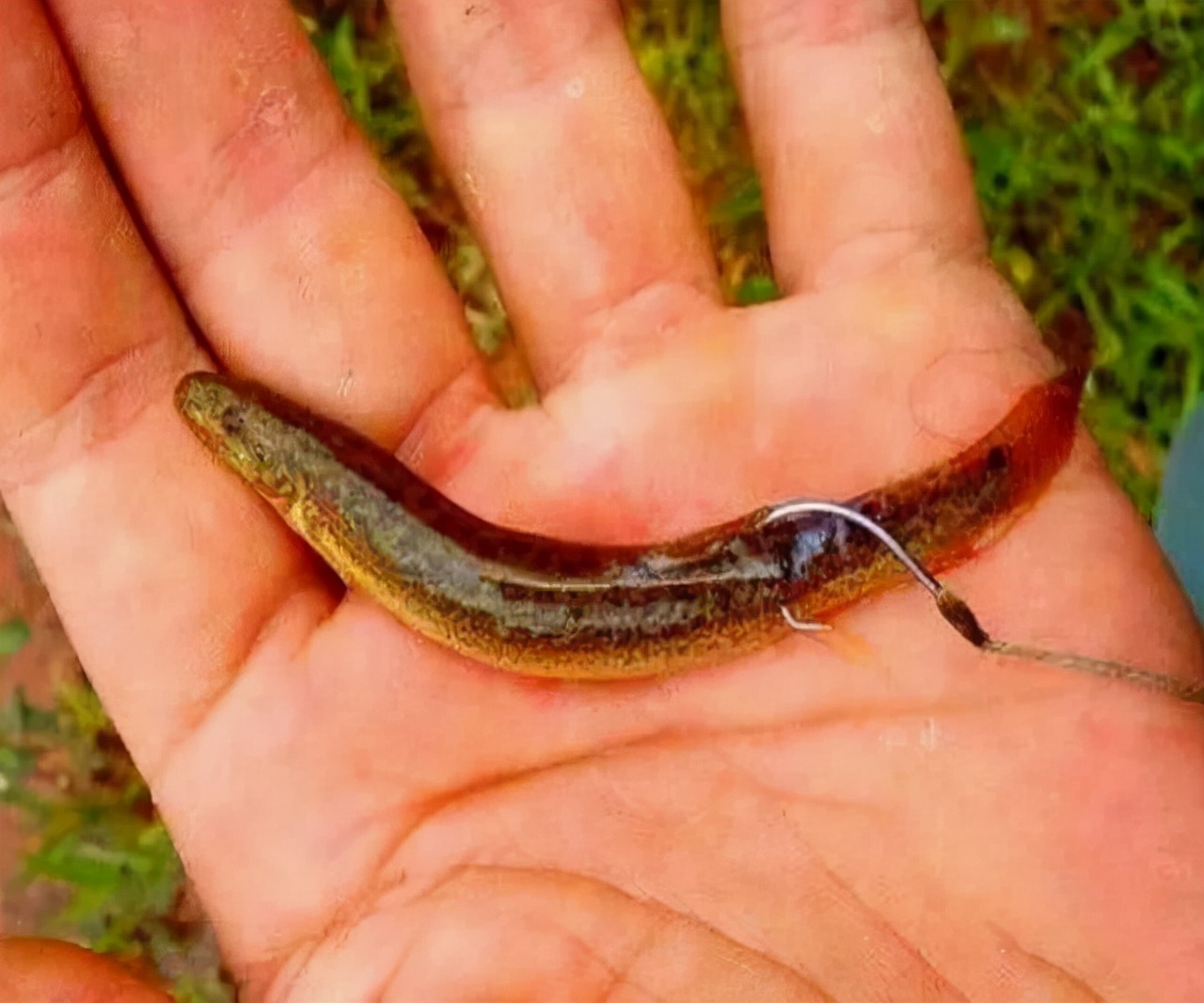 泥鳅打窝为什么钓不到,泥鳅打窝钓鱼的正确方法和技巧