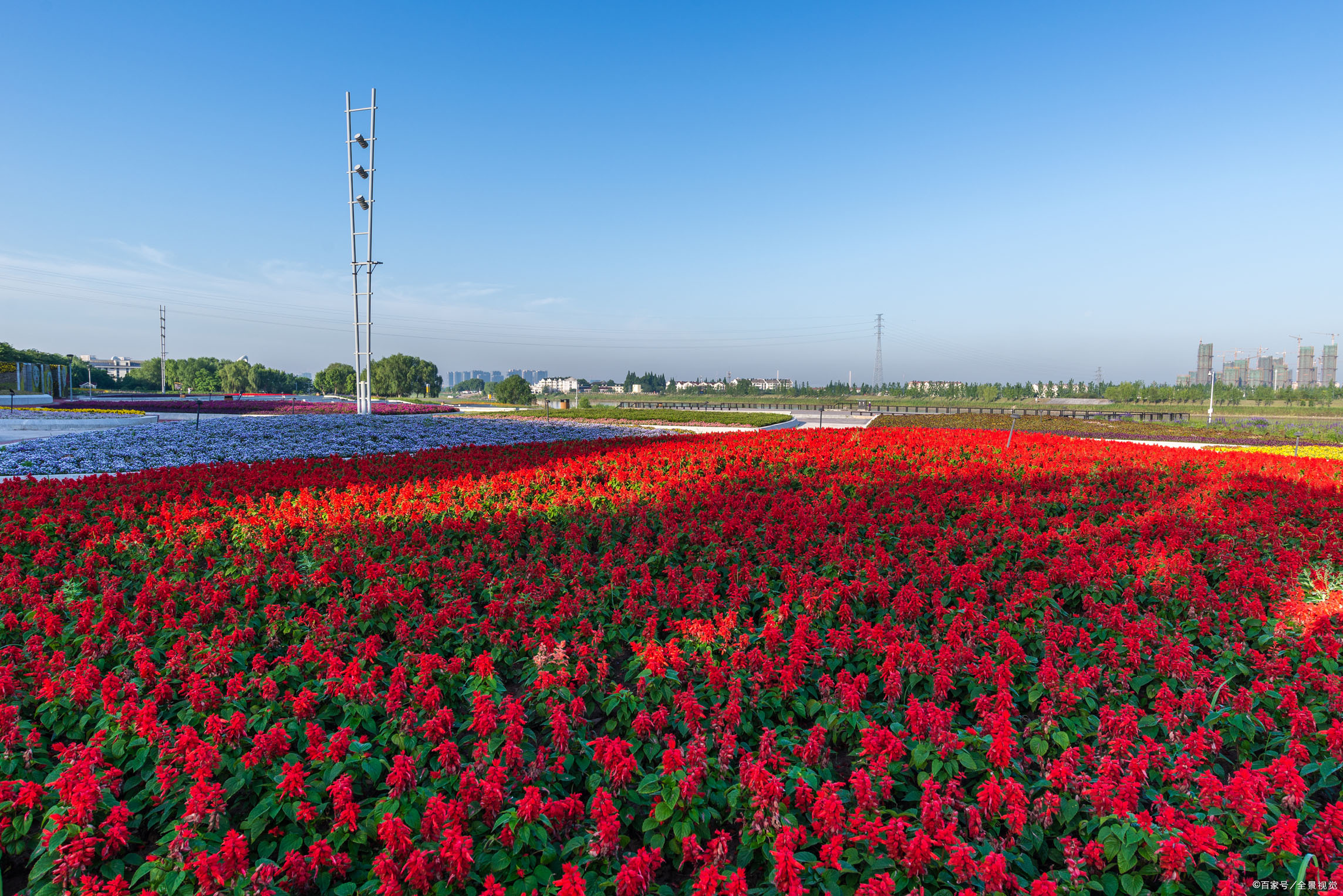 五一草花摆放的图片,春天常见的40种花图片