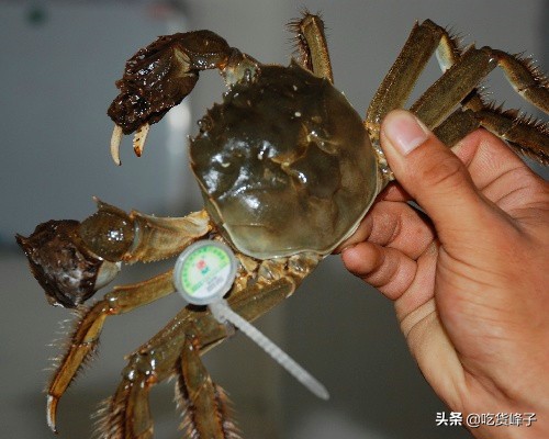 吃了这么多大闸蟹你真的吃对了吗,关于大闸蟹的这10个真相了解一下
