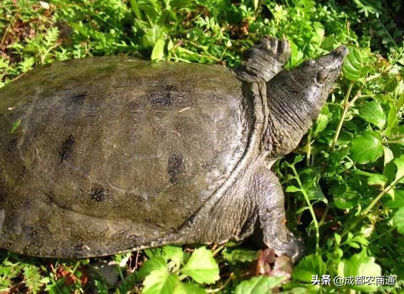 甲鱼养殖最新技术,养殖甲鱼技术和教程