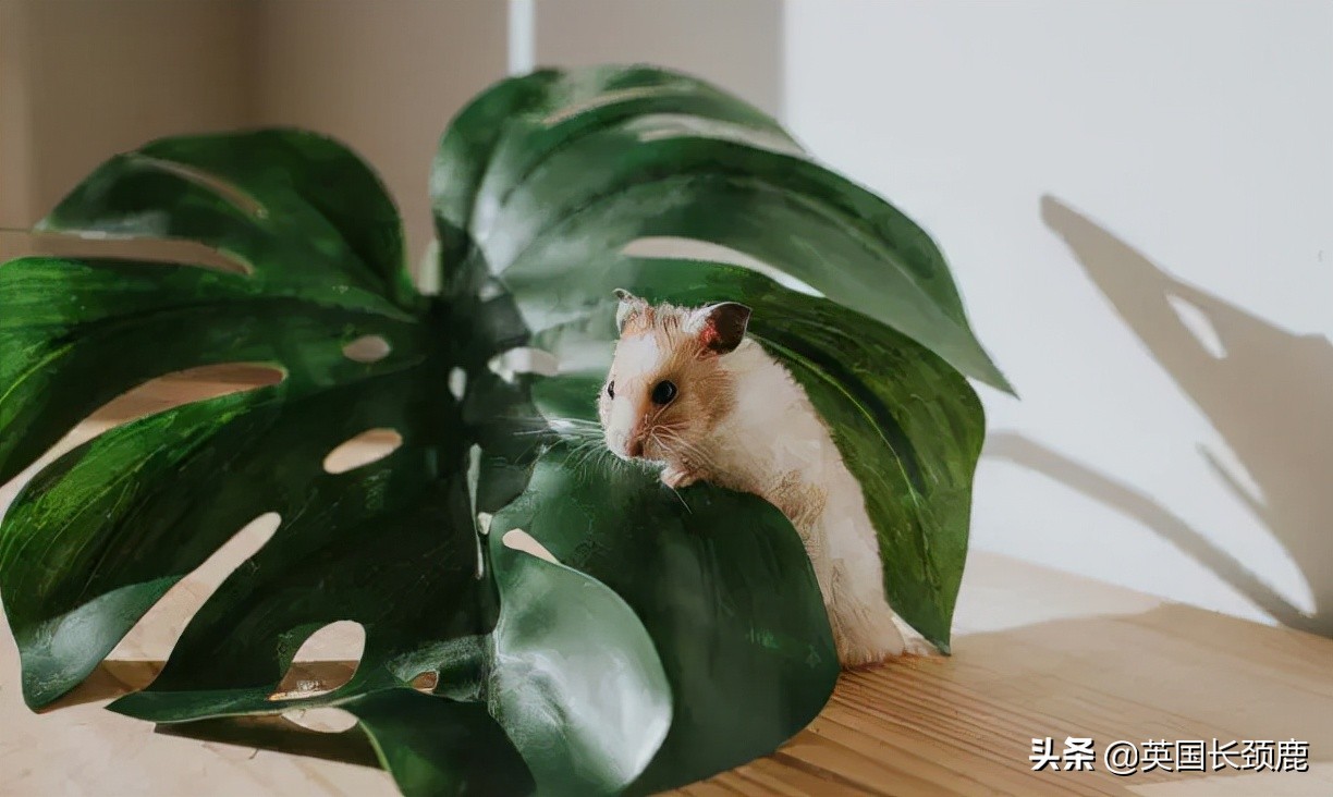 羊驼忧郁症,羊驼抑郁症治疗