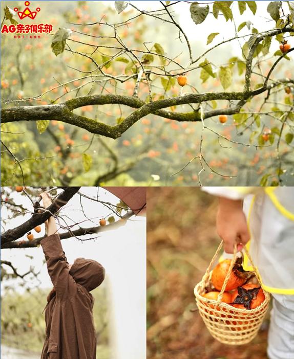 柿柿如意今秋造访最美柿子乡,金秋十月收获的季节柿柿如意