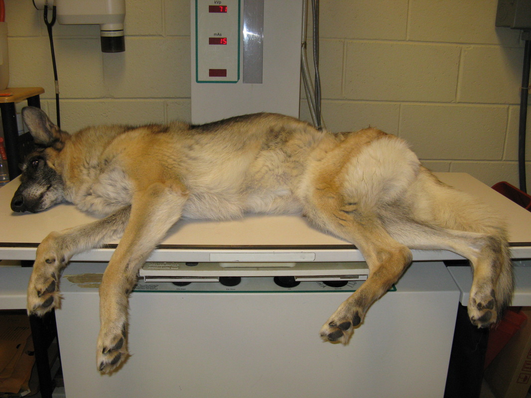 怎样能缓解狗狗胃胀气,狗狗胀气吃益生菌有用吗