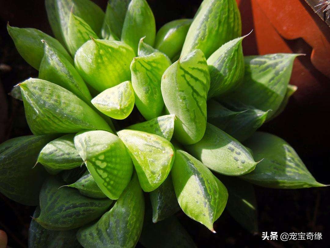 室内养的植物有毒品种大全,哪些室内植物对人体健康有影响