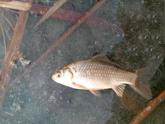 冬季冰钓钓深还是钓浅,冬季冰钓如何找鱼窝