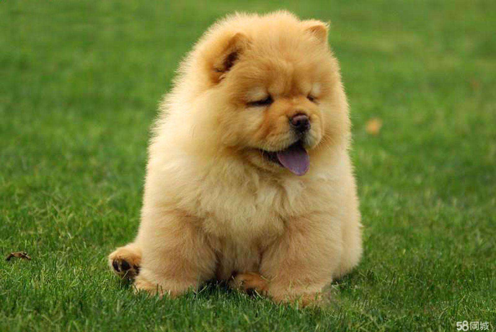 柯基小短腿狗,像柯基的都有什么狗