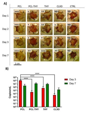 抗菌电纺百里酚负载聚己内酯垫的体内效应研究