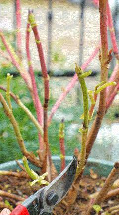 地栽绣球冬剪,两广地区绣球冬剪