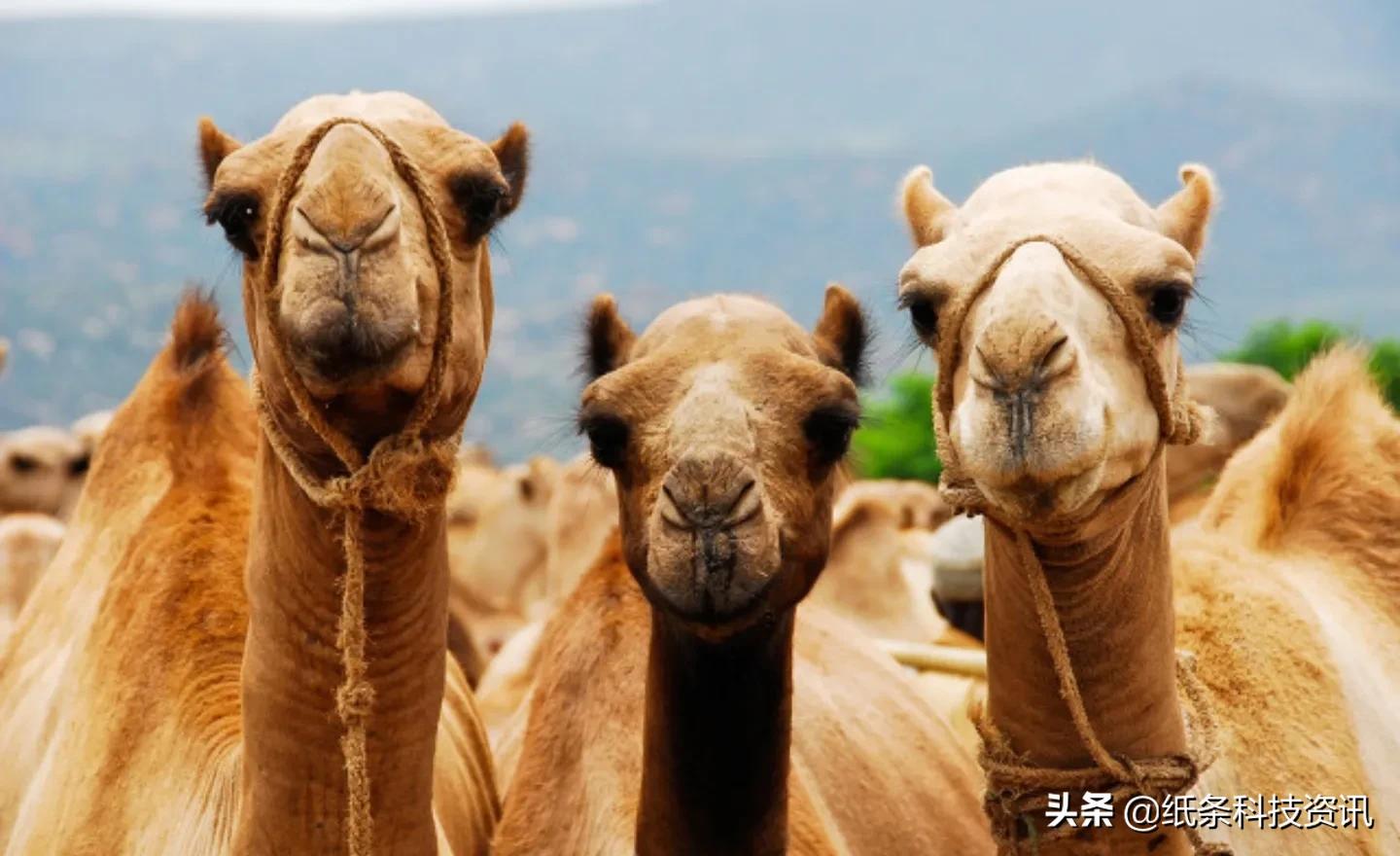 德国越狱真的不犯法吗,德国有越狱成功的案例吗