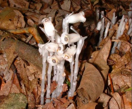 水晶兰被称为死亡之花它有剧毒吗,宁化发现大面积珍稀植物水晶兰